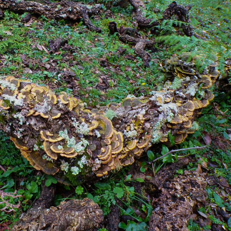 Los Alcornocales Natural Park