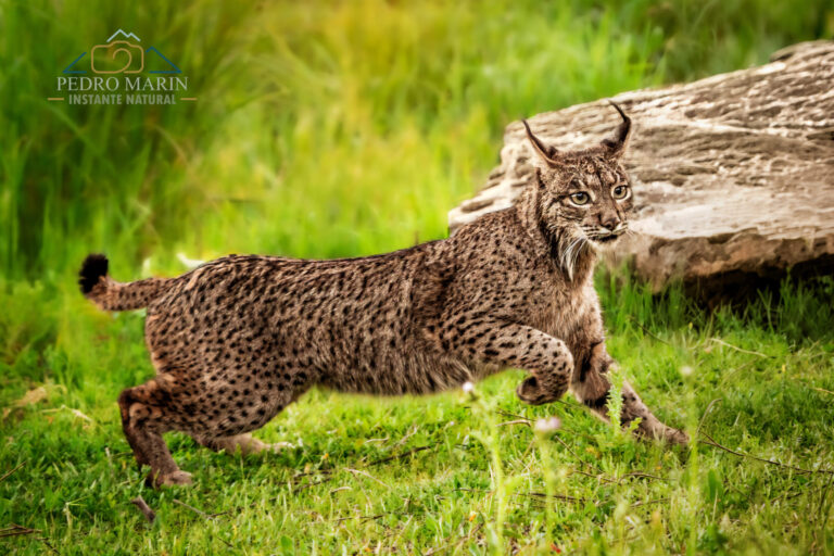Iberian Lynx Photography Workshop at Gato Clavo