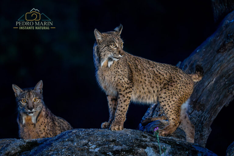 Iberian Lynx Photography Workshop at Gato Clavo