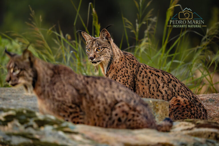 Iberian Lynx Photography Workshop at Gato Clavo