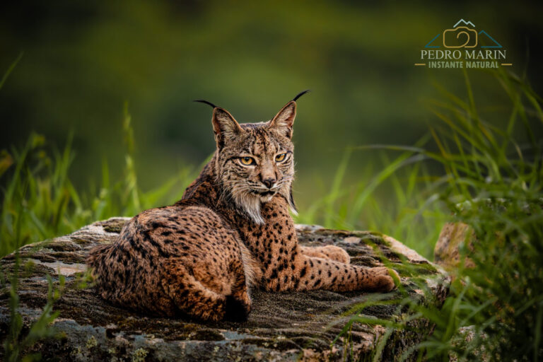Iberian Lynx Photography Workshop at Gato Clavo