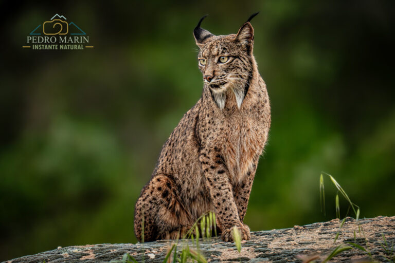 Iberian Lynx Photography Workshop at Gato Clavo