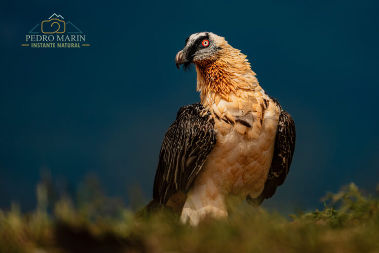 Bearded Vulture photography workshop at Buseu