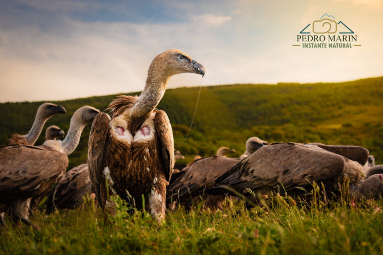 Bearded Vulture photography workshop at Buseu