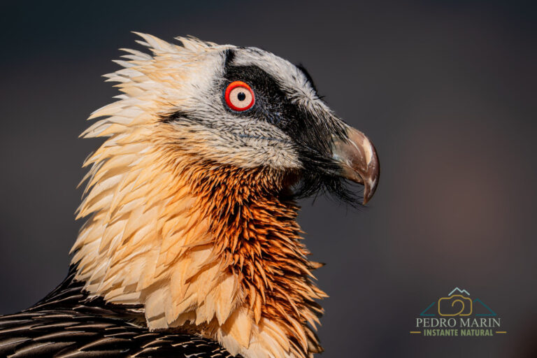 Bearded Vulture photography workshop at Buseu
