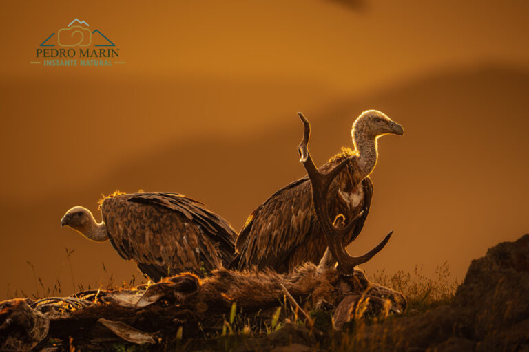 Bearded Vulture photography workshop at Buseu