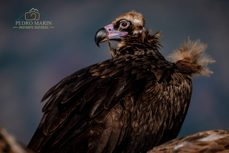 Bearded Vulture photography workshop at Buseu
