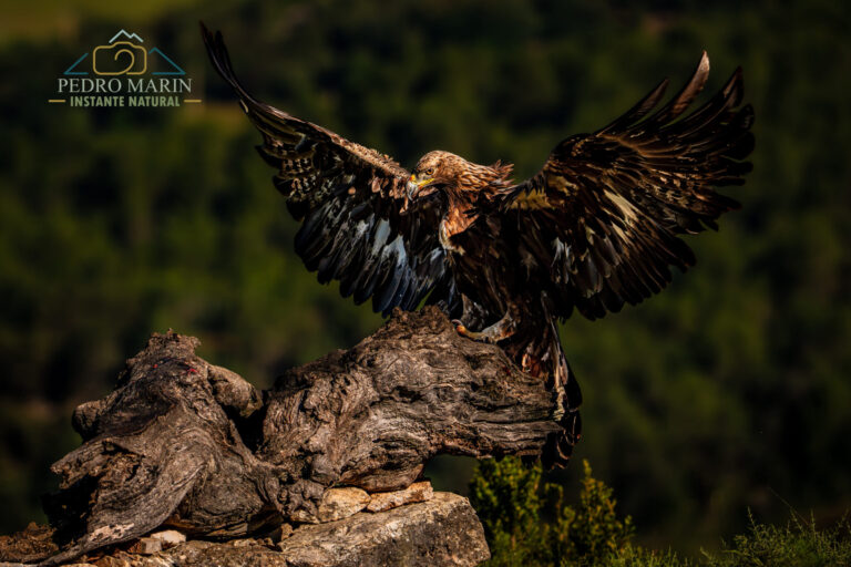 Bearded Vulture photography workshop at Buseu