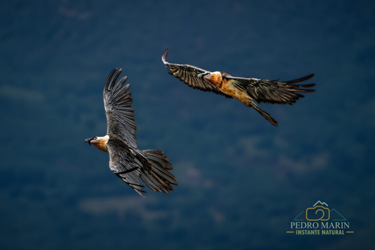 Bearded Vulture photography workshop at Buseu