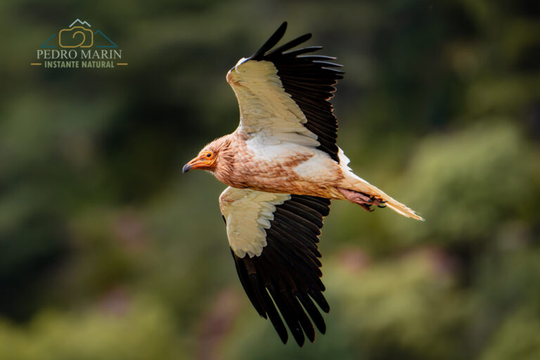 Bearded Vulture photography workshop at Buseu