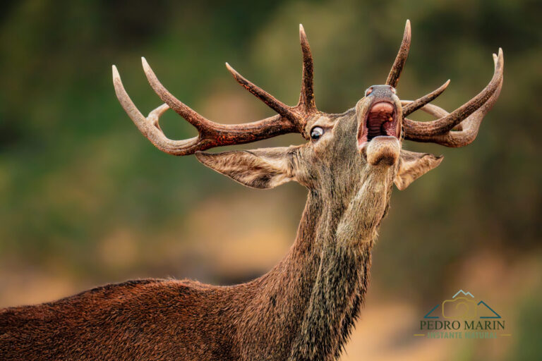 Iberian Lynx Photography Workshop at Gato Clavo
