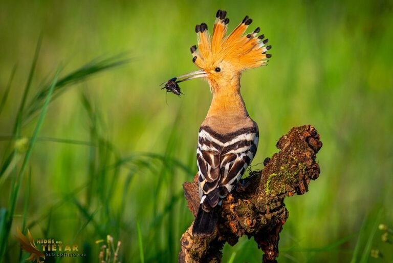 Common Hoopoe Hide