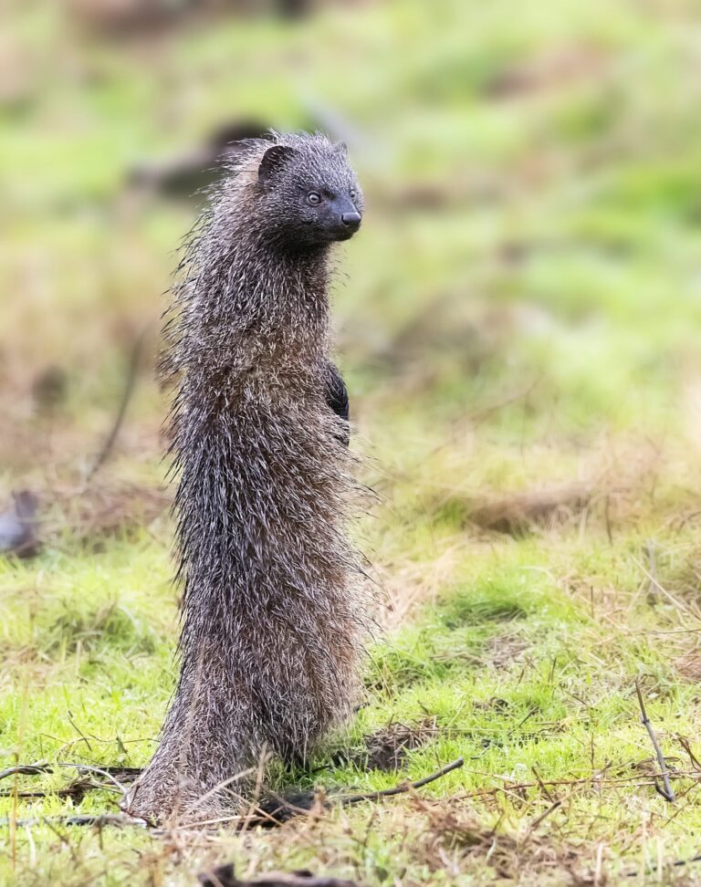 Egyptian Mongoose hide