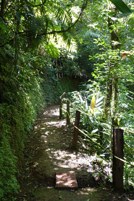 Birdwatching en Celeste Mountain Lodge 6.30am-4pm