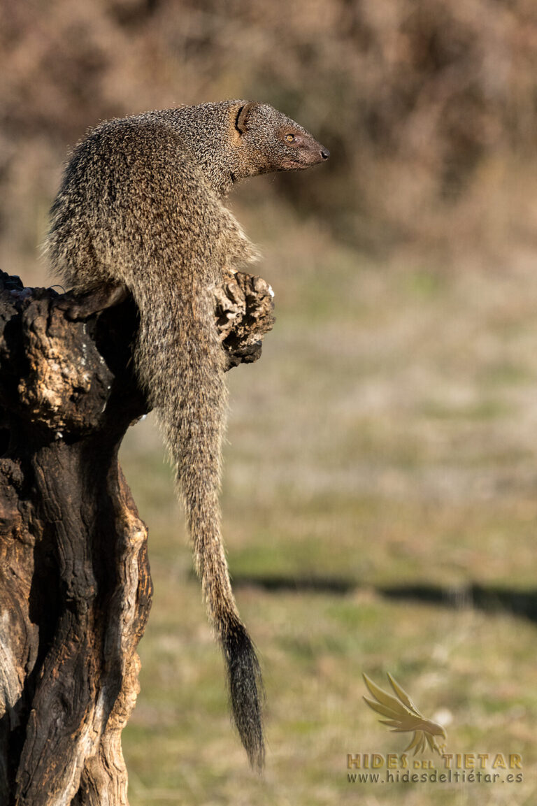 Egyptian Mongoose hide