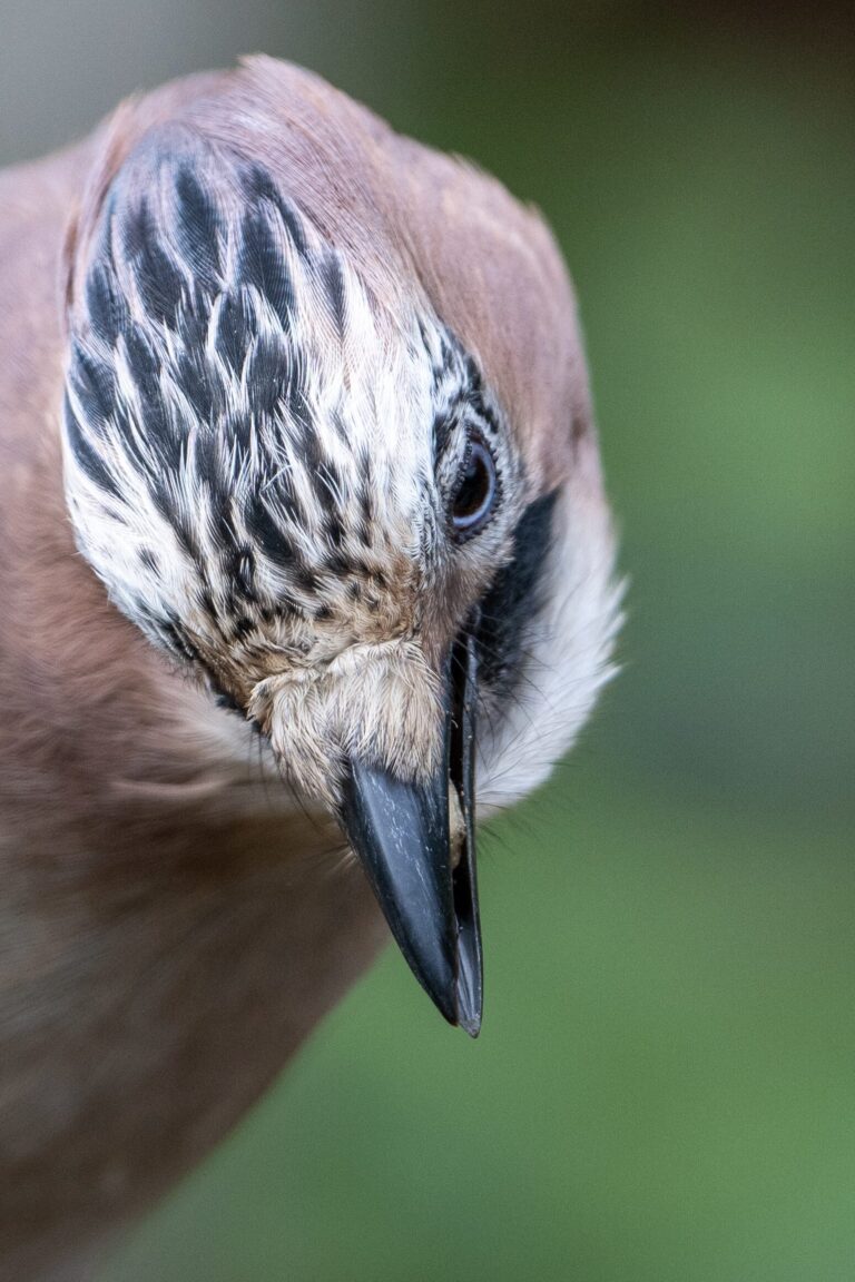 Cloud Wildlife hide