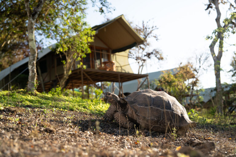 Galapagos Safari Camp