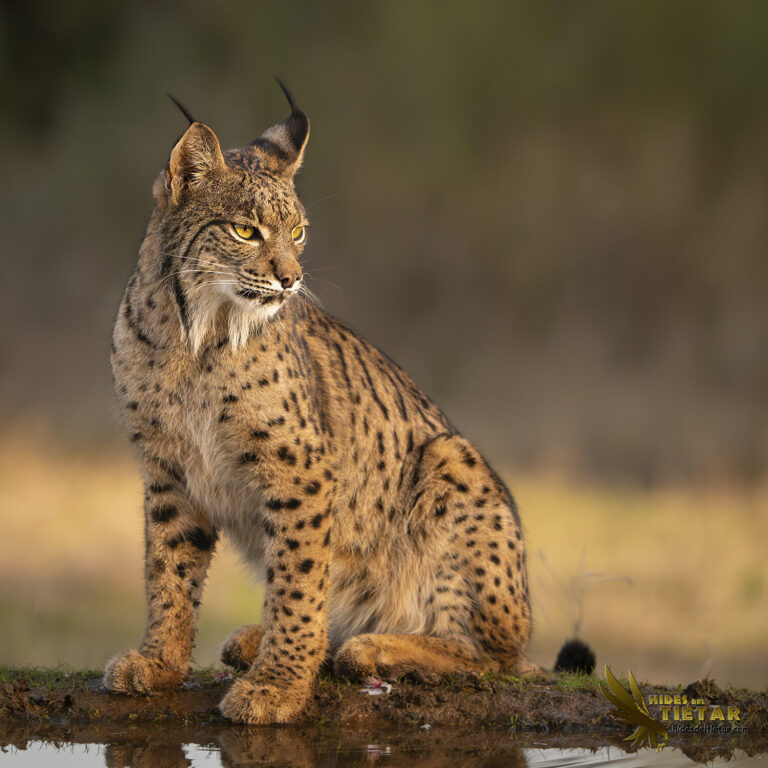 Iberian Lynx Hide