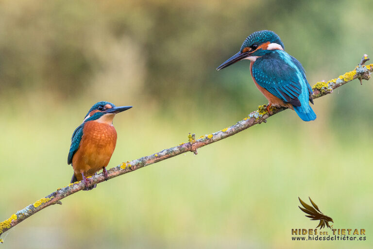 Common Kingfisher Hide