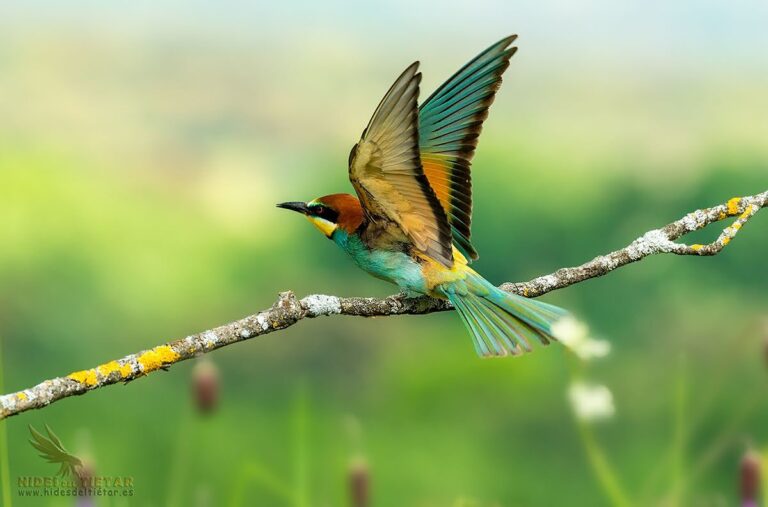 European Bee-eater Hide