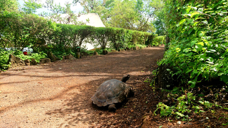 Galapagos Safari Camp