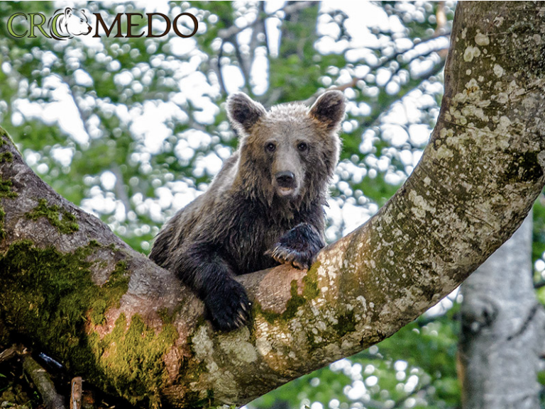 CroMedo Bearwatching