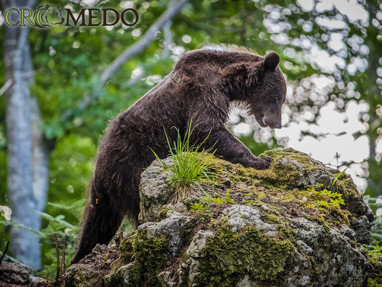 CroMedo Bearwatching
