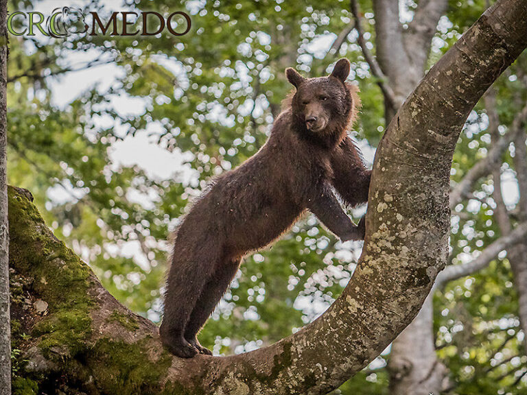 CroMedo Bearwatching