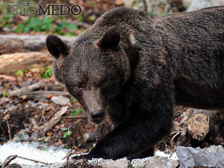 CroMedo Bearwatching