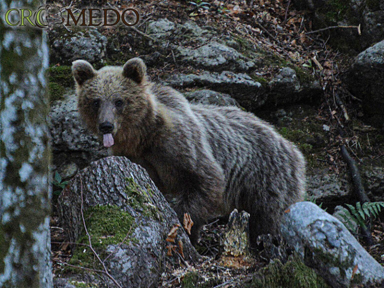 CroMedo Bearwatching