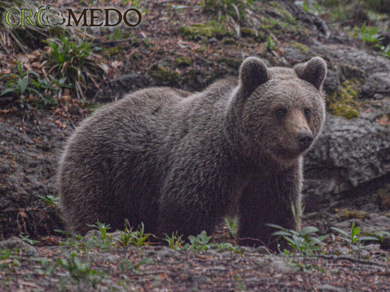 CroMedo Bearwatching