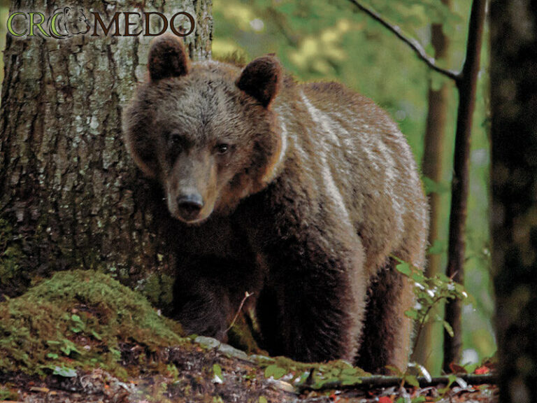 CroMedo Bearwatching