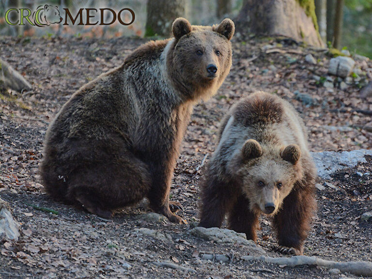 CroMedo Bearwatching