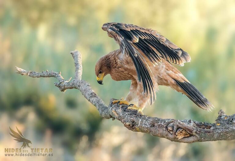 Spanish Imperial Eagle hide