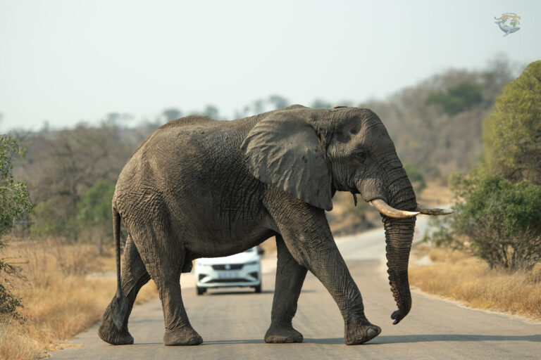 Sudáfrica salvaje: Safari + Costa