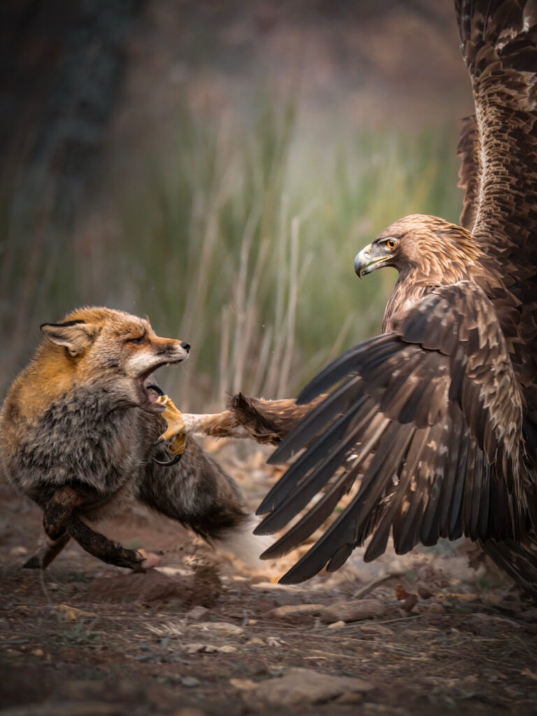 Arteaganature Hides