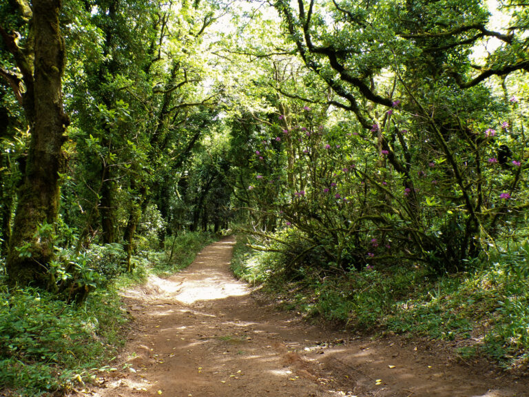 Los Alcornocales Natural Park