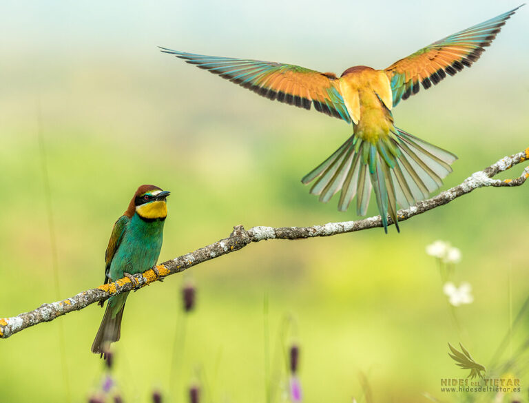 European Bee-eater Hide