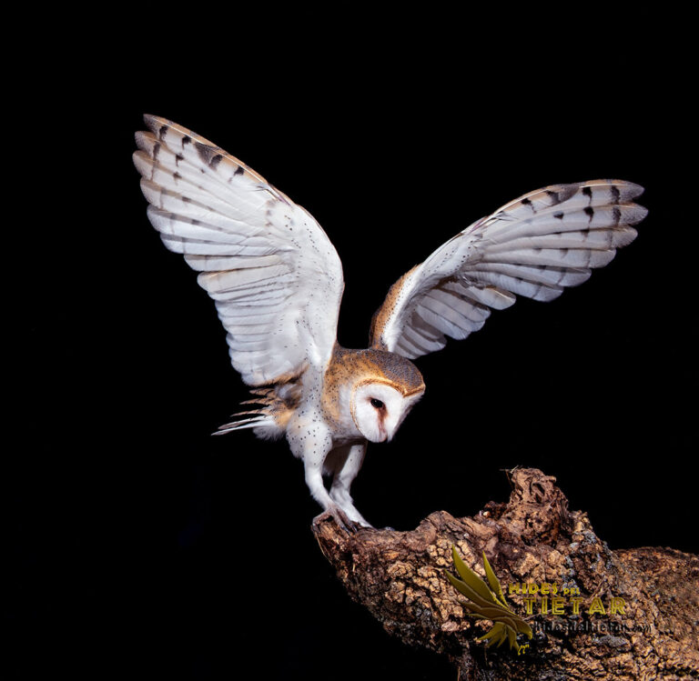 Western Barn Owl hide