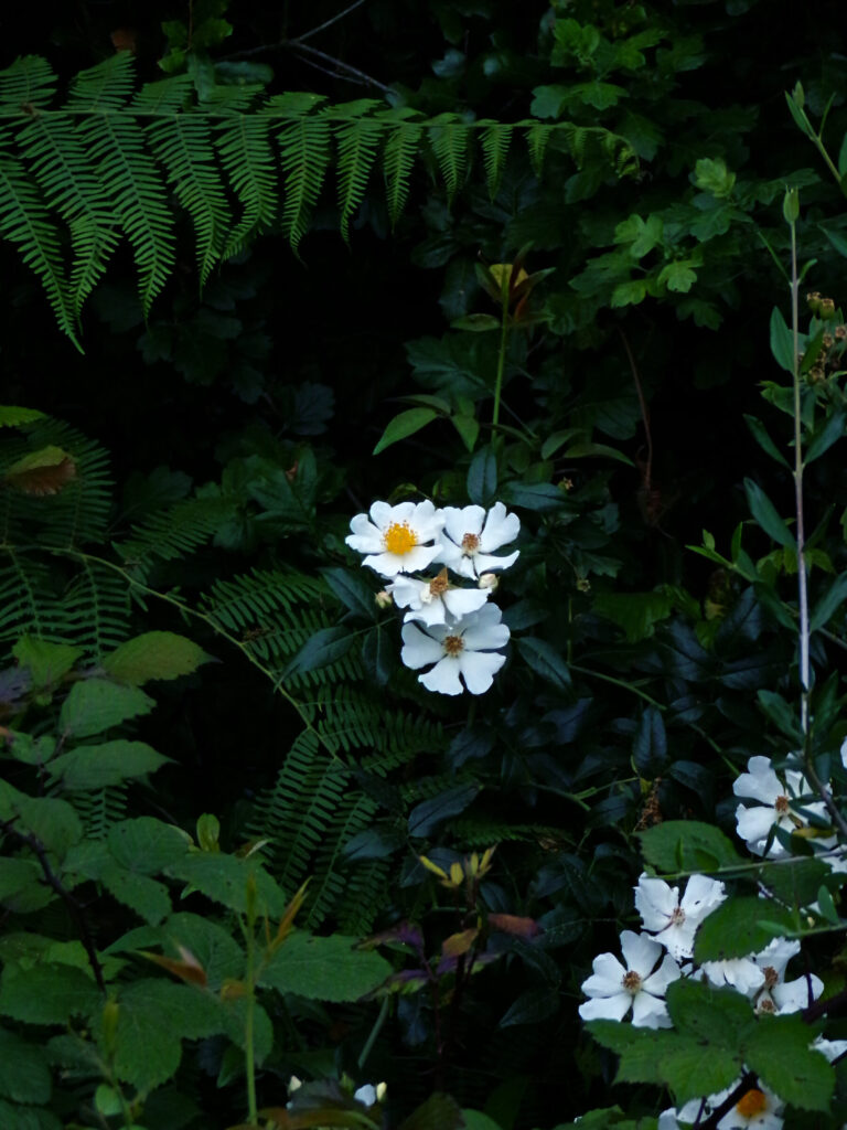 Los Alcornocales Natural Park