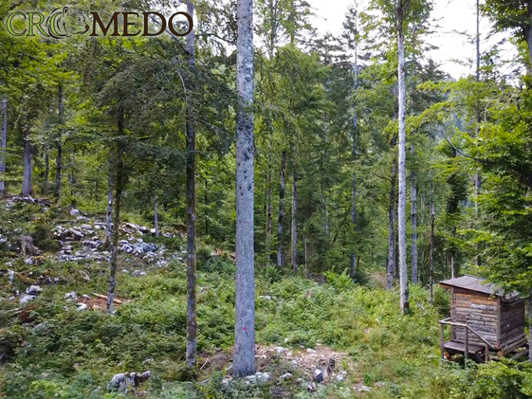Bear photo hunting for photographers