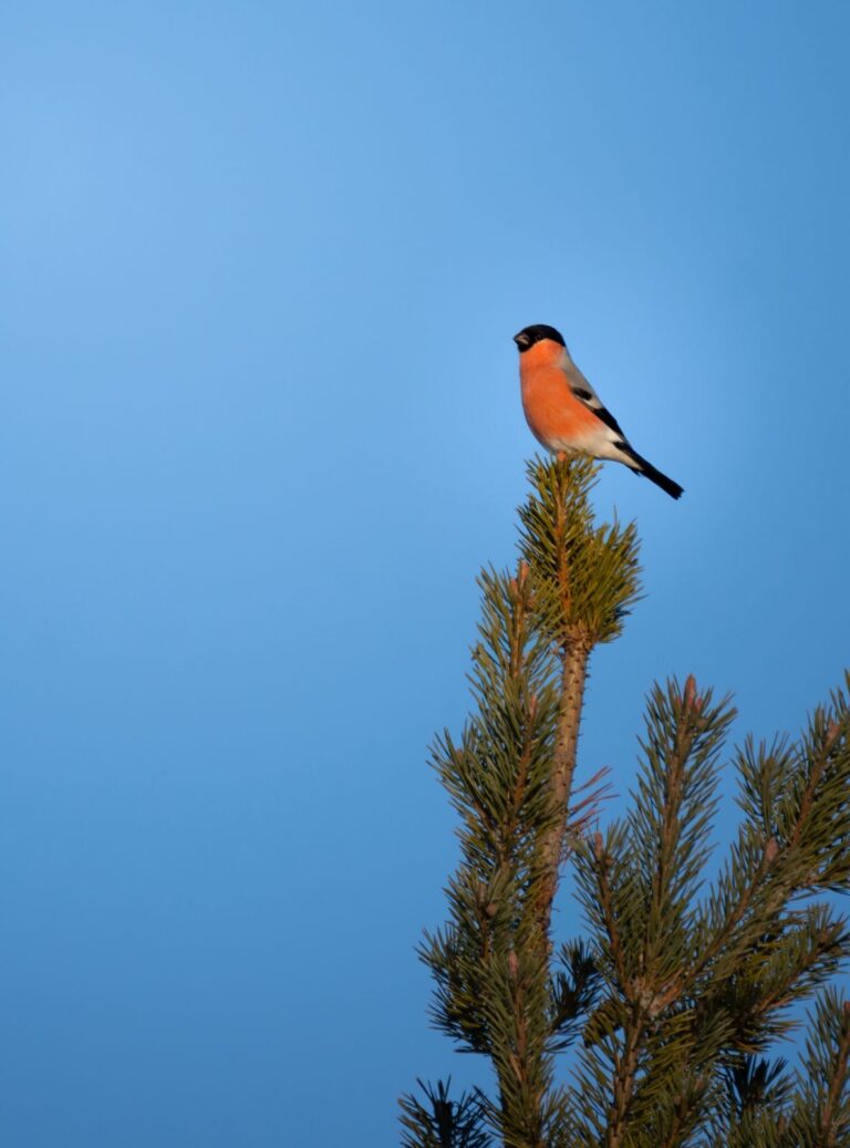 Eurasian Bullfinch