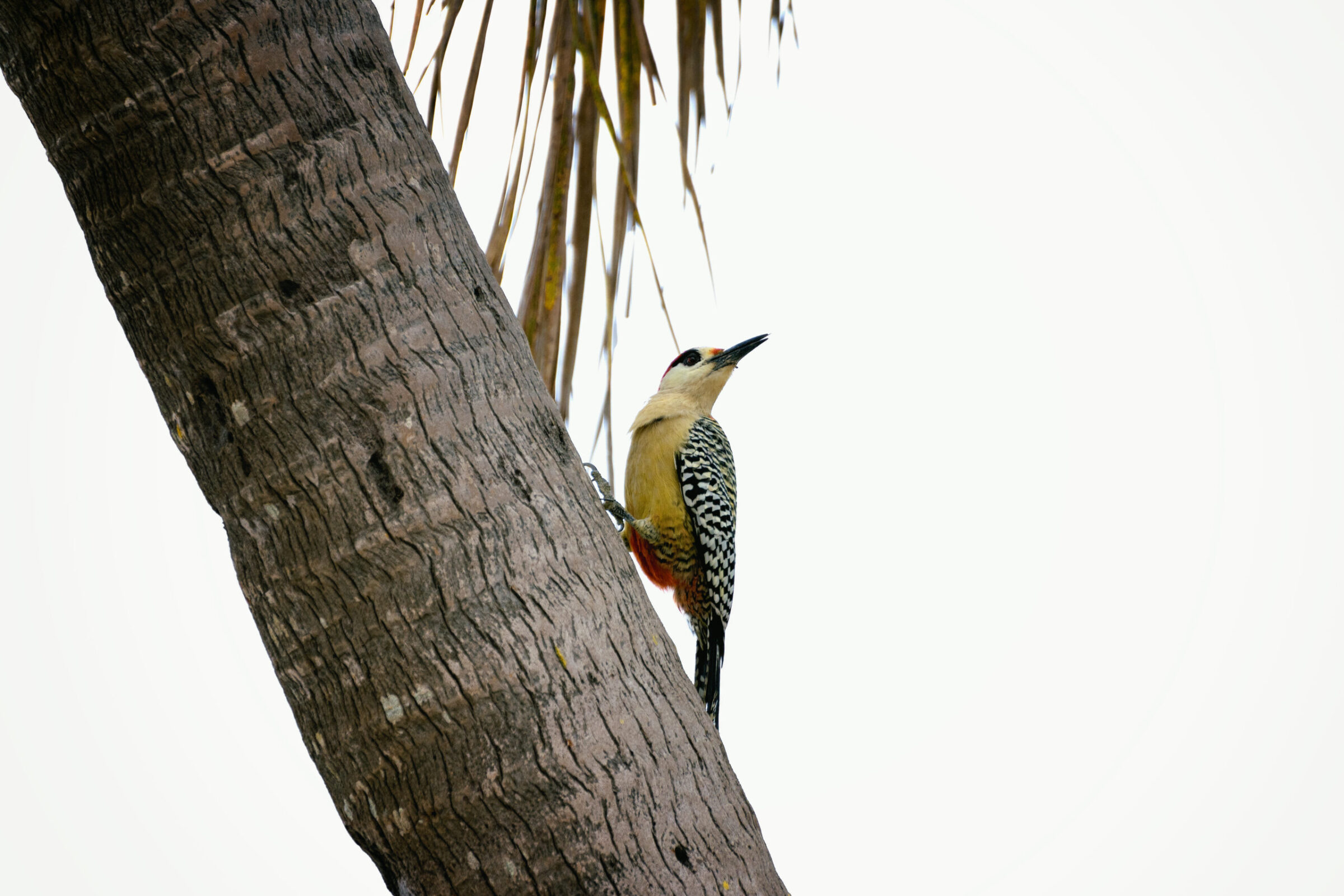West Indian Woodpecker