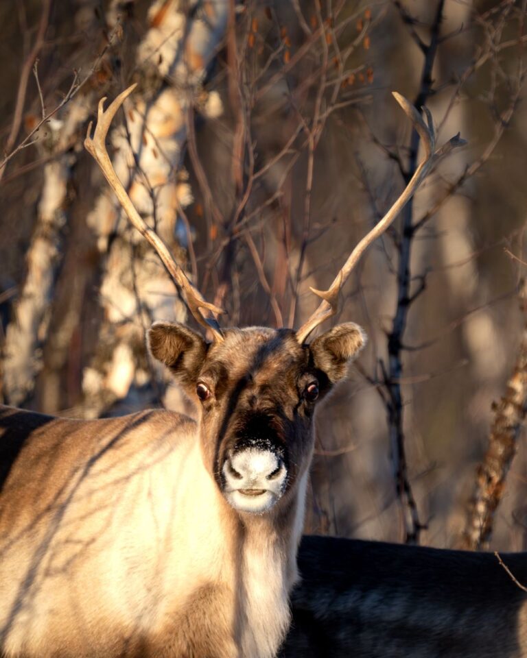 Caribou