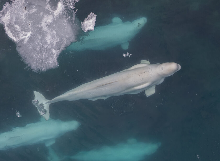 Beluga