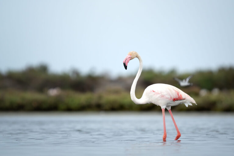 Greater Flamingo