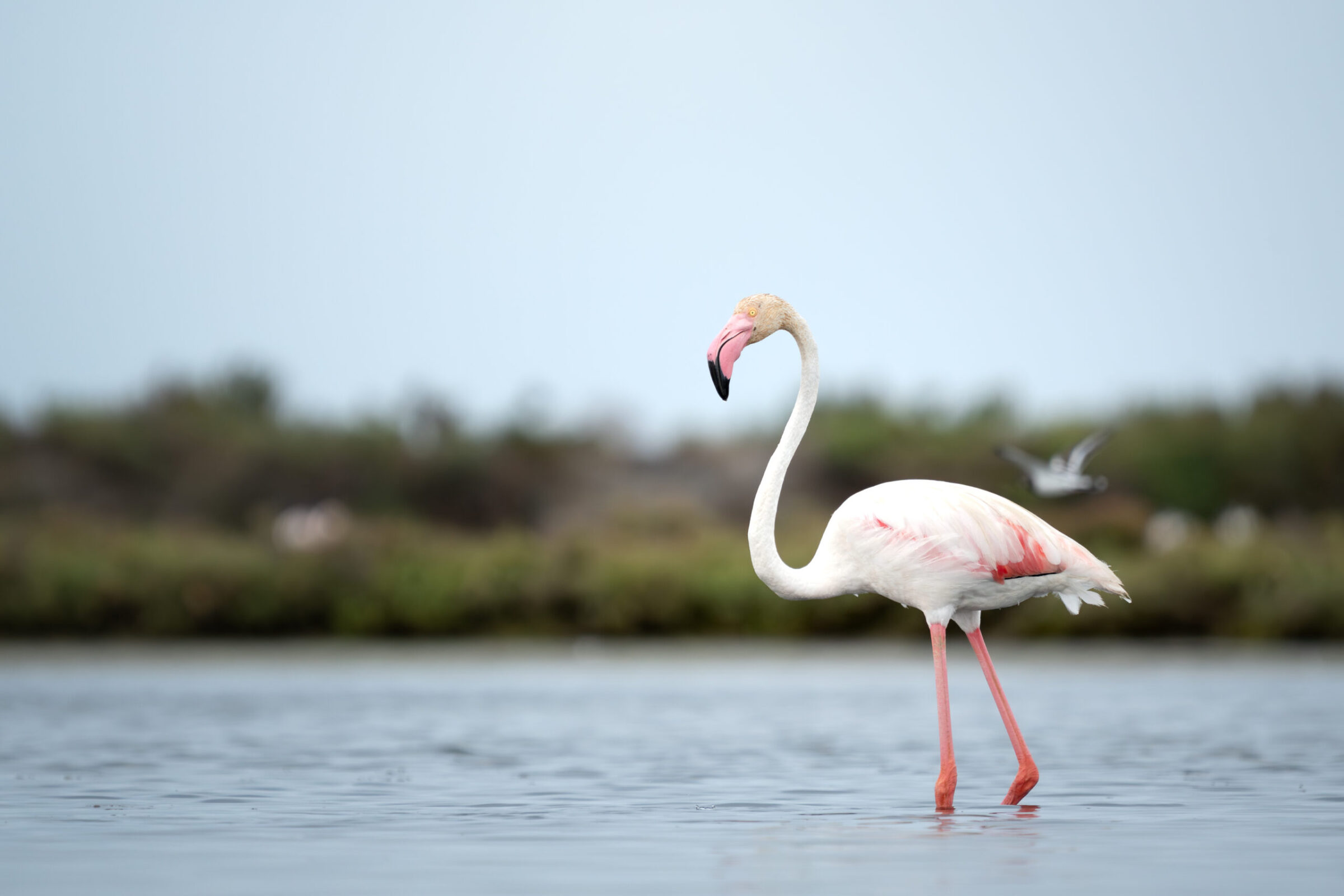 Greater Flamingo