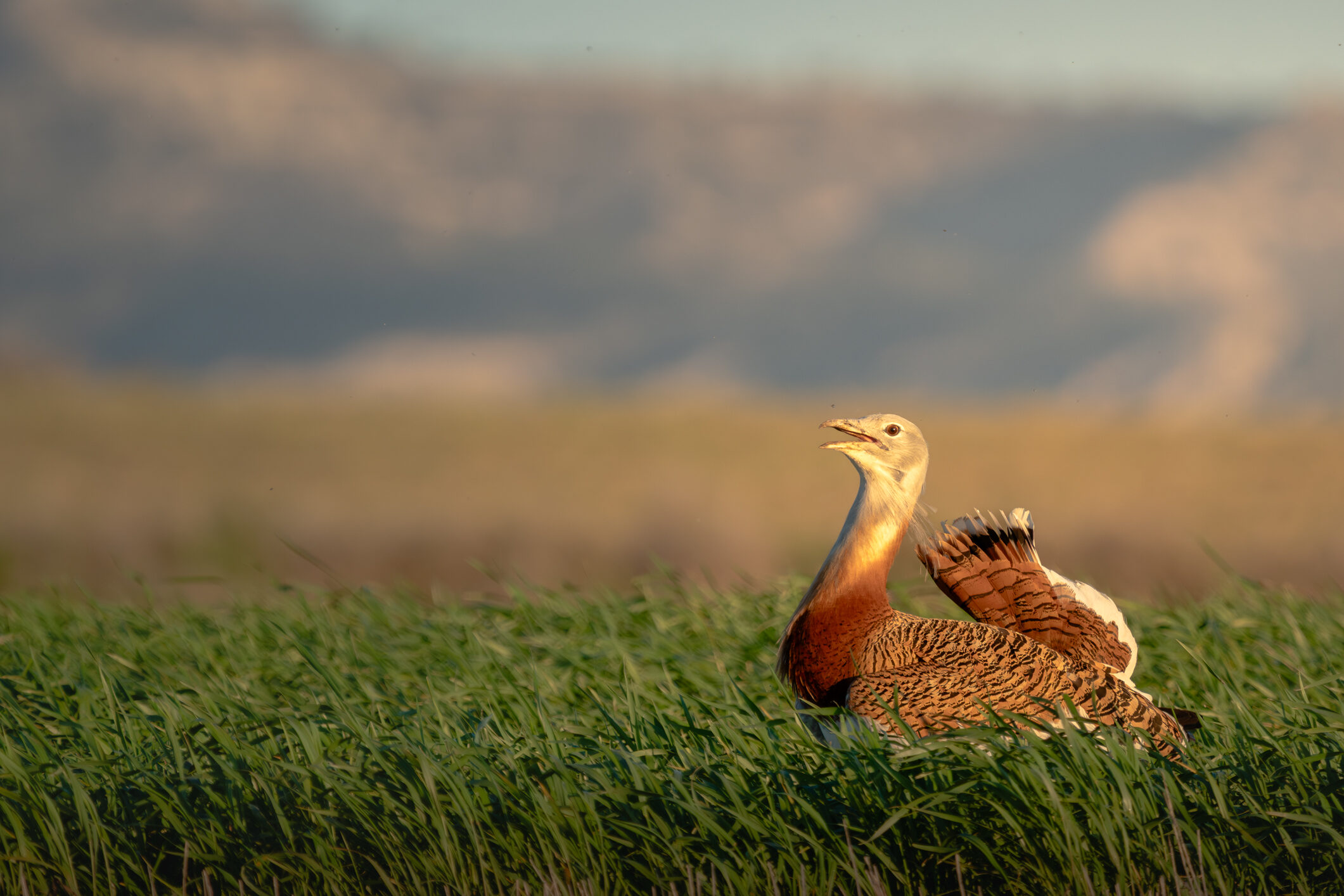 Great Bustard