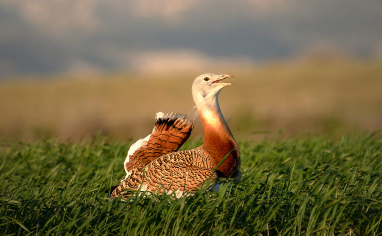 Great Bustard