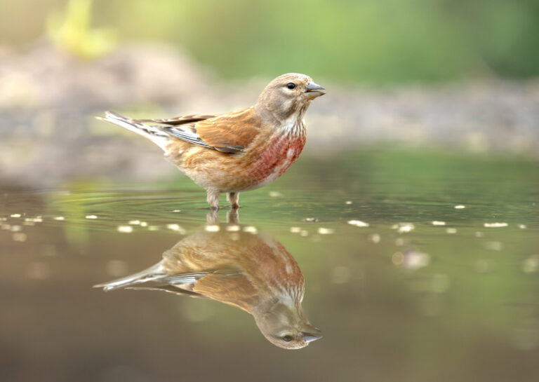 Common Linnet